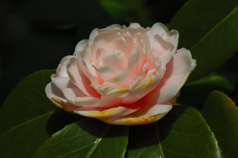 250123_IMG_9180_AD_ツバキ開花_たちばな台公園_2X3.JPG