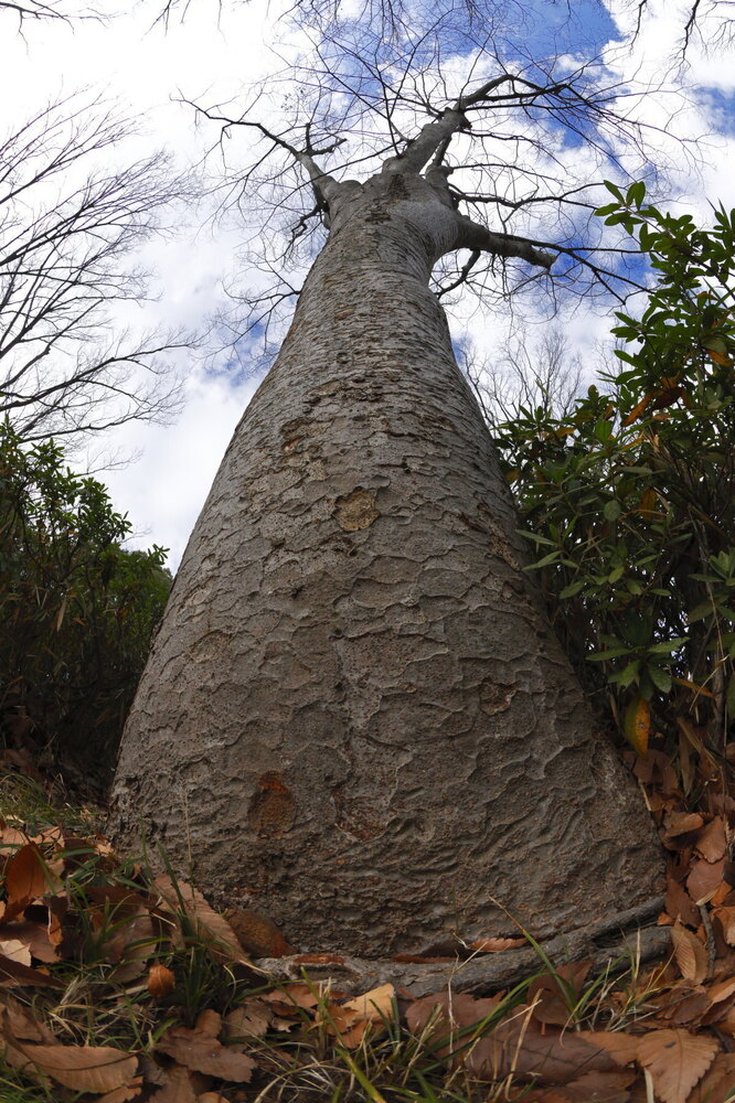 250123_IMG_9192_AD_ケヤキ冬姿陰る_たちばな台公園_A3N.JPG