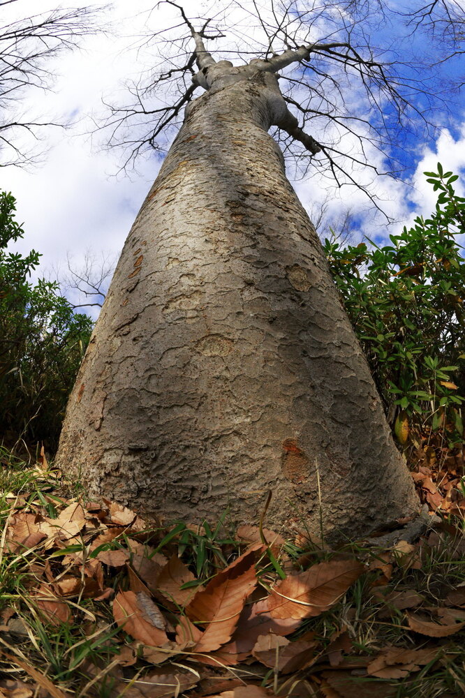 250123_IMG_9264_AD_ケヤキ冬姿冬光_たちばな台公園_A3N.JPG