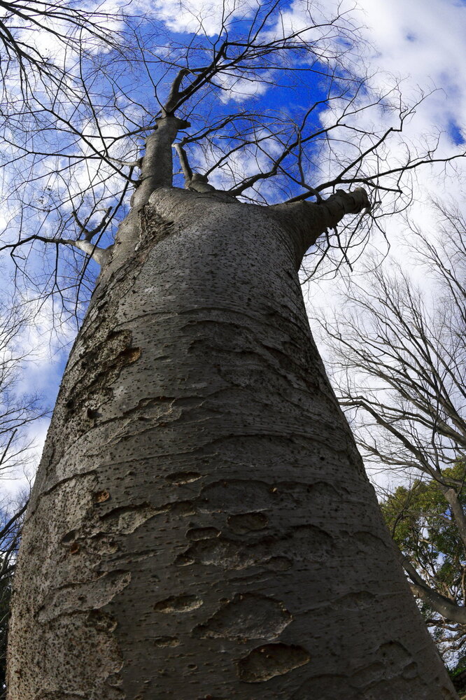 250123_IMG_9328_AD_ケヤキ冬姿冬光_たちばな台公園_2X3.JPG