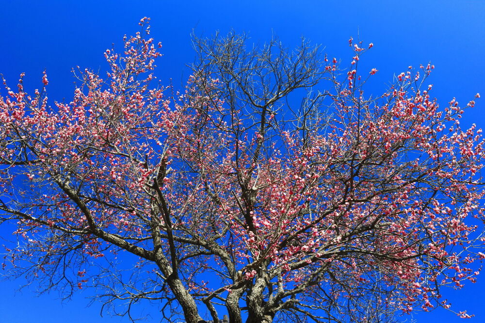 250210_IMG_3211_AD_紅梅香る_桜台上～桜台交差点_2X3.JPG