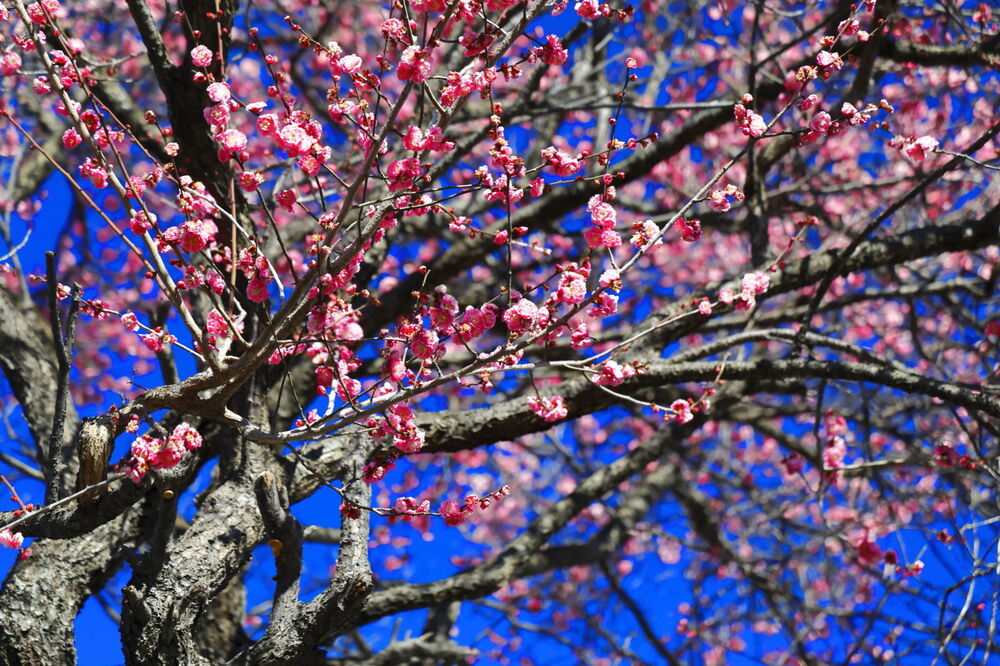 250210_IMG_3224_AD_紅梅香る_桜台上～桜台交差点_2X3.JPG