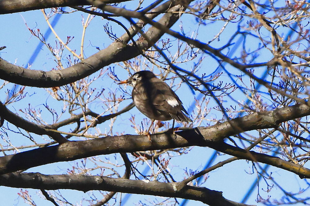 250210_IMG_3226_AD_鳥・ムクドリ_たちばな台公園西_2X3.JPG