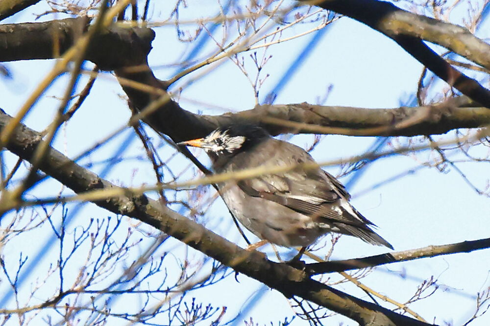 250210_IMG_3230_AD_鳥・ムクドリ_たちばな台公園西_2X3.JPG