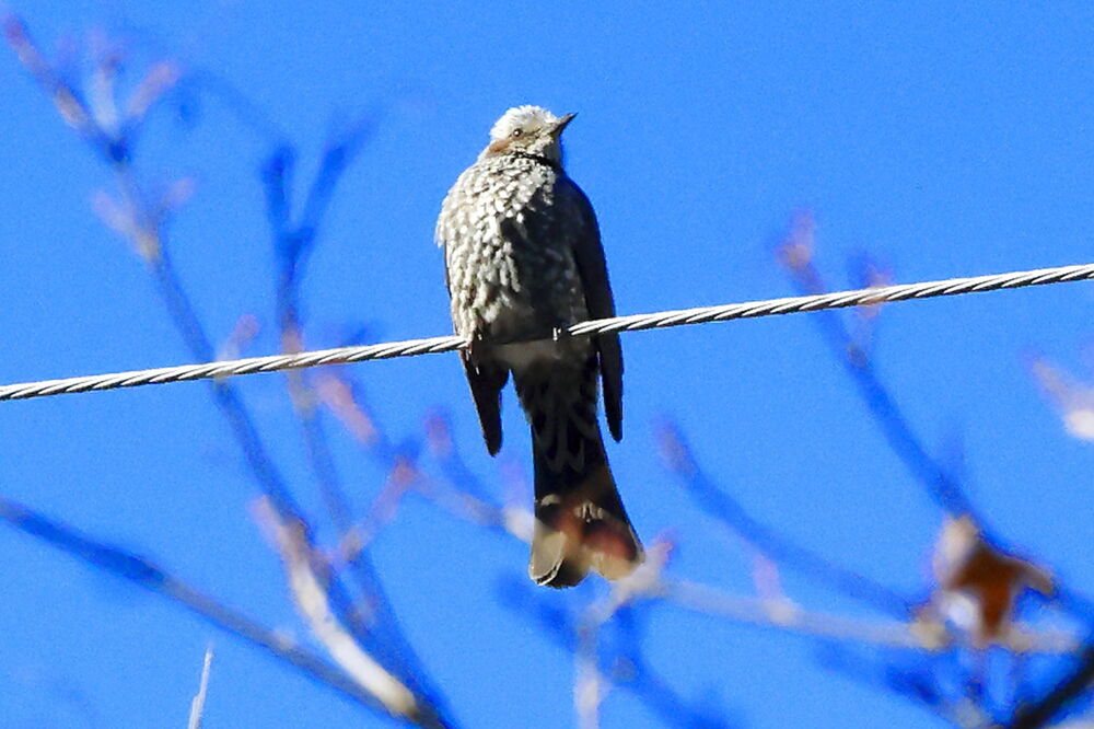 250210_IMG_3244_AD_鳥・ヒヨドリ_たちばな台公園西_2X3.JPG