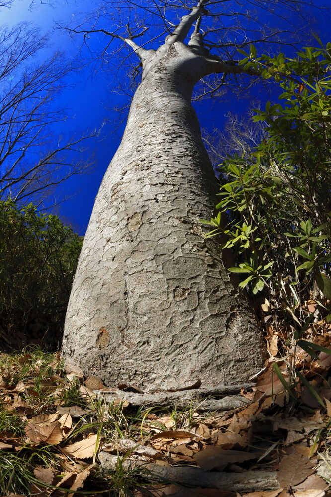 250210_IMG_3292_AD_ケヤキ冬姿冬光_たちばな台公園_2X3.JPG
