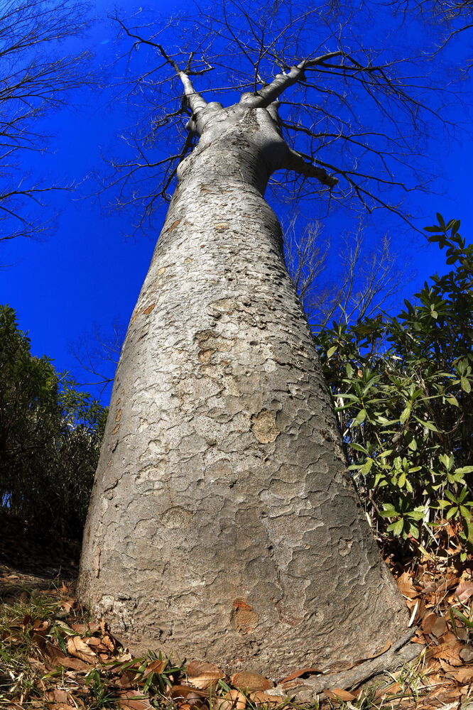 250210_IMG_3339_AD_ケヤキ冬姿冬光_たちばな台公園_A3N.JPG