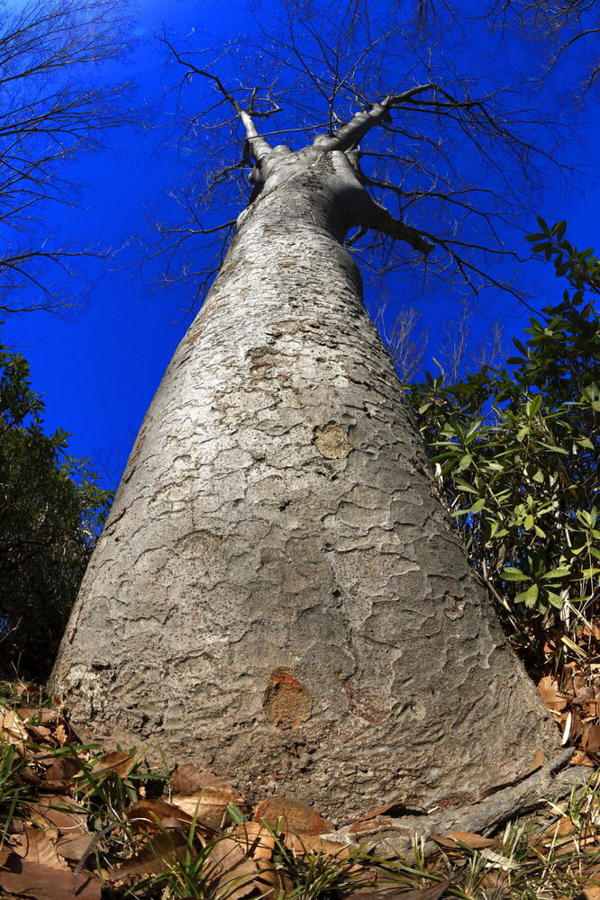 250210_IMG_3359_AD_ケヤキ冬姿冬光_たちばな台公園_2X3.JPG
