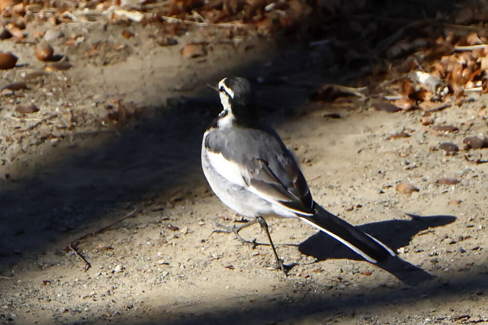 250210_IMG_3552_AD_鳥・ハクセキレイ_たちばな台公園_2X3.JPG