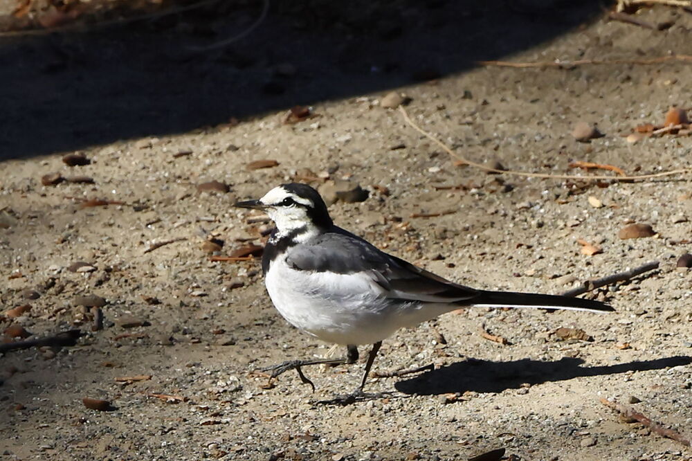 250210_IMG_3553_AD_鳥・ハクセキレイ_たちばな台公園_2X3.JPG