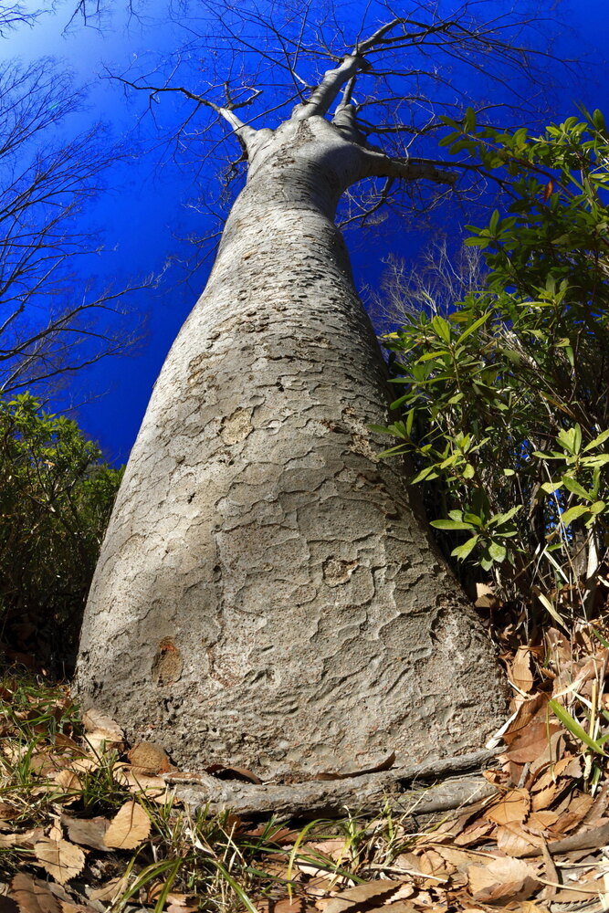 250211_IMG_3664_AD_ケヤキ冬光樹影_たちばな台公園_2X3.JPG