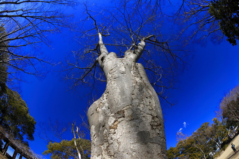 250211_IMG_3854_AD_ケヤキ冬光樹影_たちばな台公園_2X3.JPG
