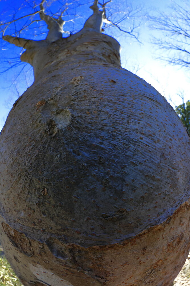 250211_IMG_3884_AD_ケヤキ冬光樹影_たちばな台公園_2X3.JPG