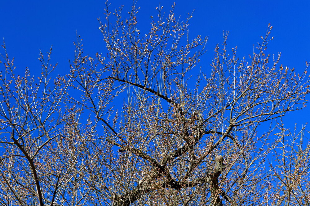 250211_IMG_3891_AD_ウメ開花_もえぎ野畑_2X3.JPG