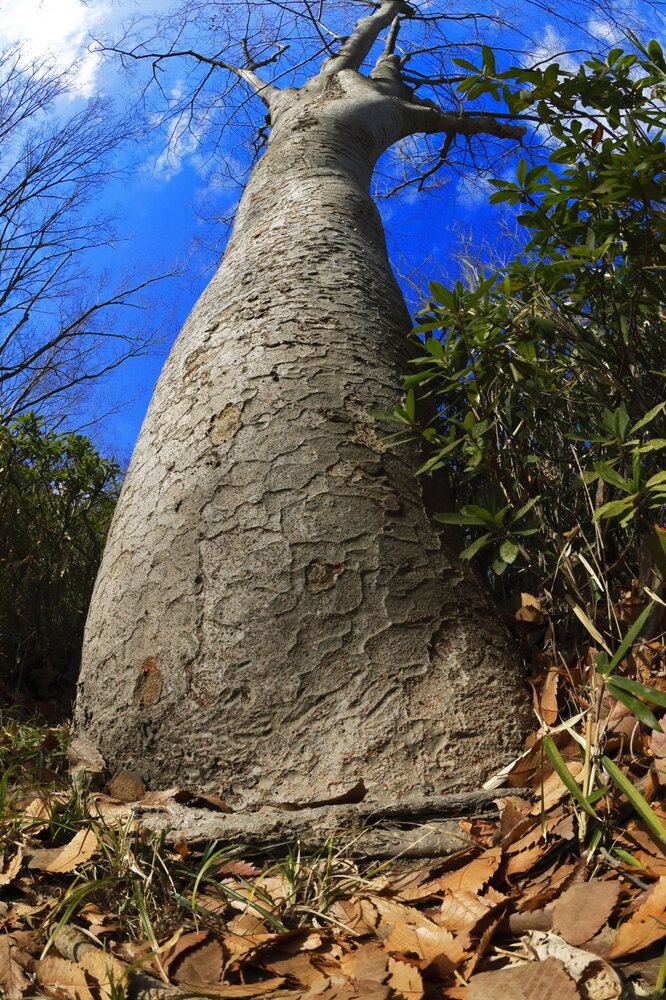 250212_IMG_3986_AD_ケヤキ冬光明暗_たちばな台公園_2X3.JPG
