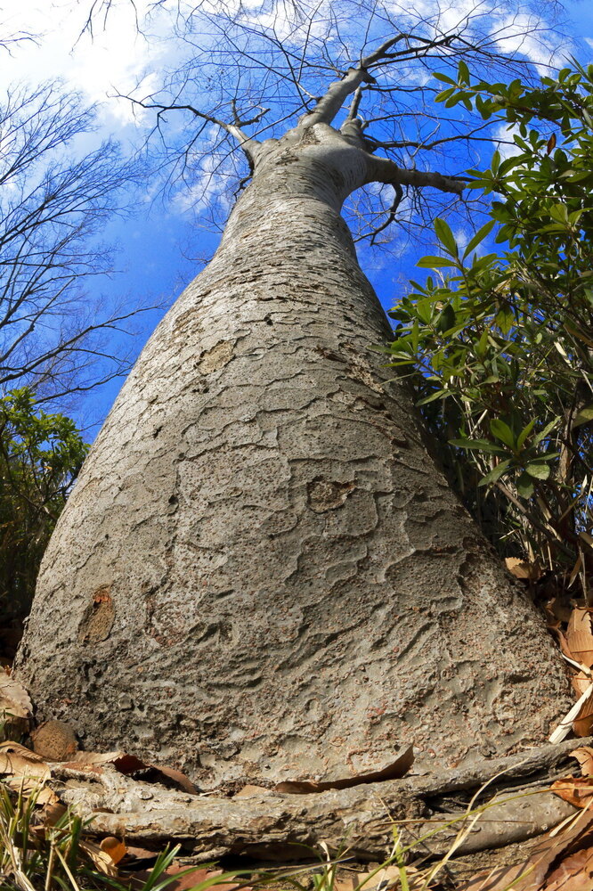 250212_IMG_4000_AD_ケヤキ冬光明暗_たちばな台公園_A3N.JPG