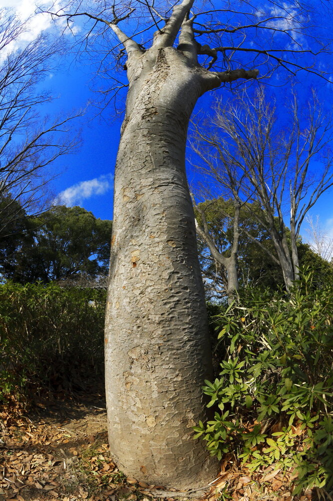 250212_IMG_4033_AD_ケヤキ冬光明暗_たちばな台公園_2X3.JPG