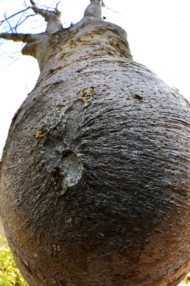 250212_IMG_4217_AD_ケヤキ冬光明暗_たちばな台公園_2X3.JPG