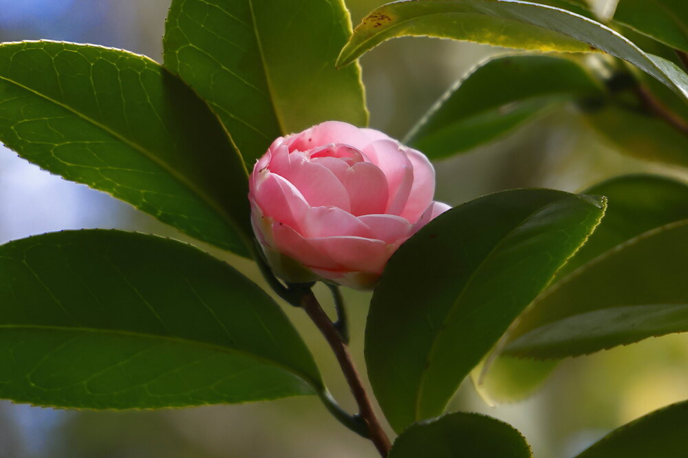 250212_IMG_4227_AD_ツバキ咲く_たちばな台公園_2X3.JPG