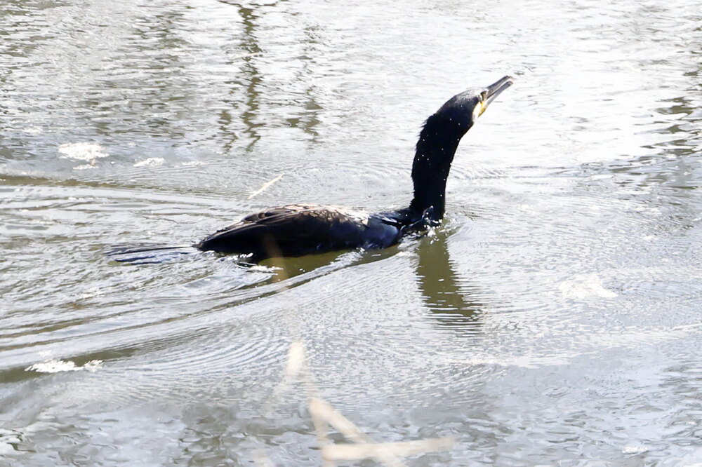 250212_IMG_4256_AD_鳥・カワウ_もえぎ野公園_2X3.JPG