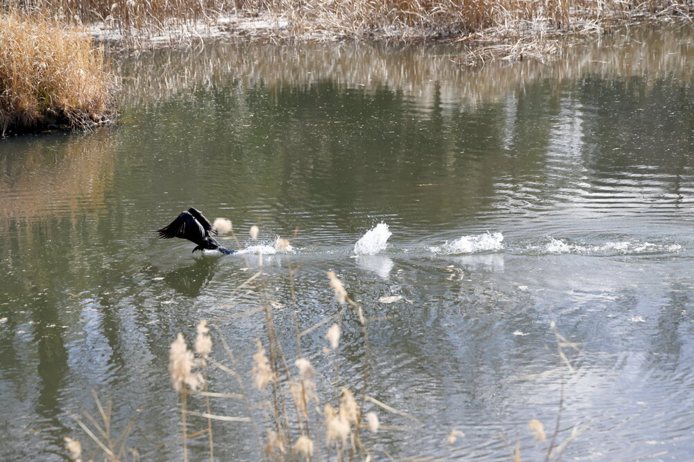 250212_IMG_4258_AD_鳥・カワウ_もえぎ野公園_2X3.JPG