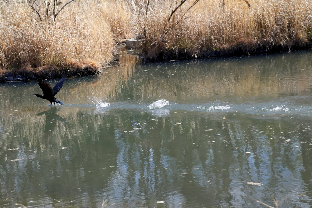 250212_IMG_4260_AD_鳥・カワウ_もえぎ野公園_2X3.JPG