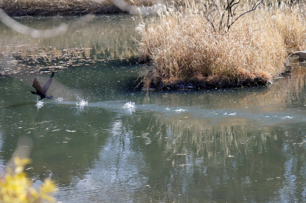 250212_IMG_4262_AD_鳥・カワウ_もえぎ野公園_2X3.JPG