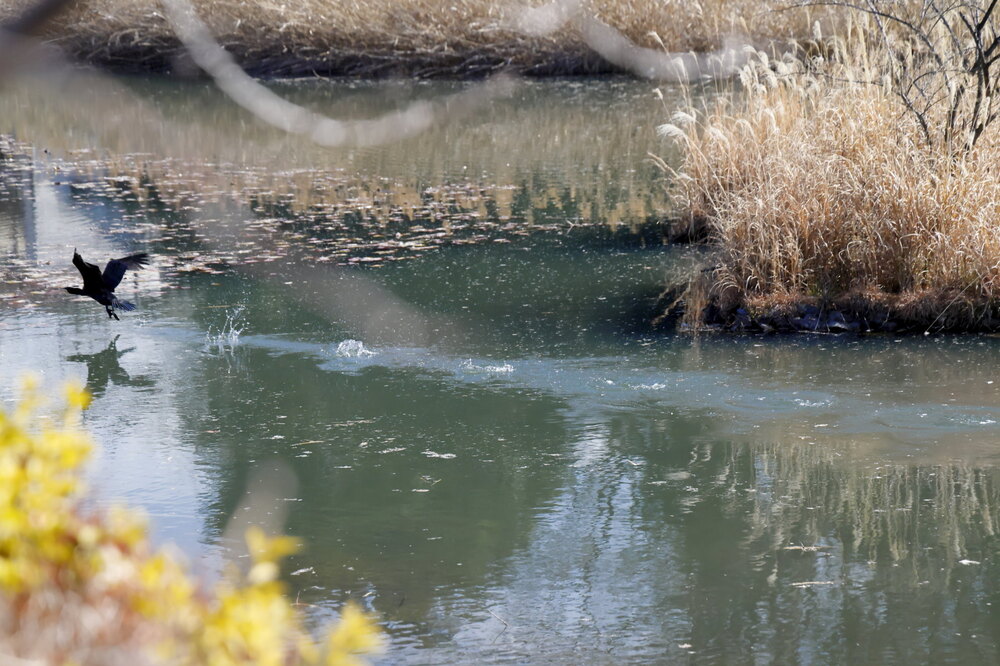 250212_IMG_4263_AD_鳥・カワウ_もえぎ野公園_2X3.JPG