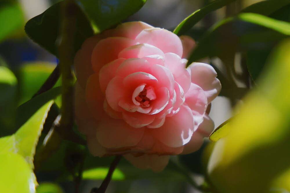 250214_IMG_4527_AD_ツバキ咲く_たちばな台公園_2X3.JPG