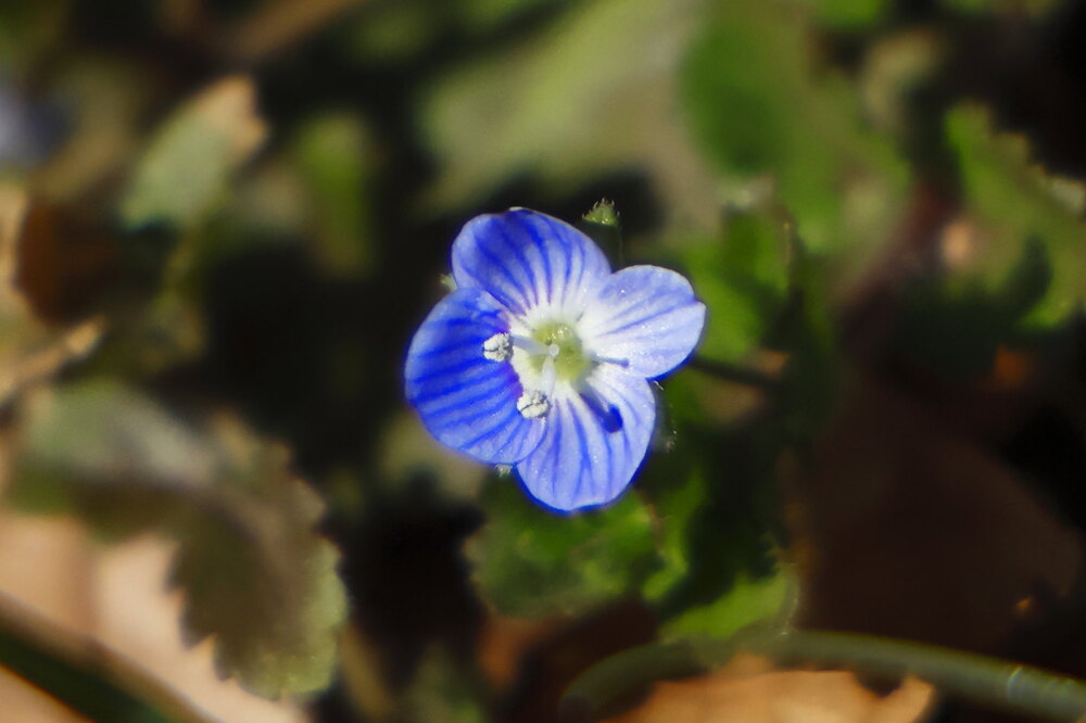 250214_IMG_4535_AD_オオイヌノフグリ開花_もえぎ野畑_2X3.JPG