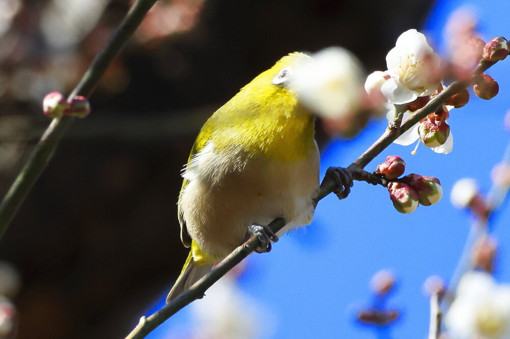 250214_IMG_4580_AD_ウメ＆鳥・メジロ_もえぎ野畑_2X3.JPG
