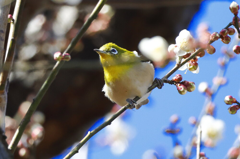 250214_IMG_4581_AD_ウメ＆鳥・メジロ_もえぎ野畑_2X3.JPG