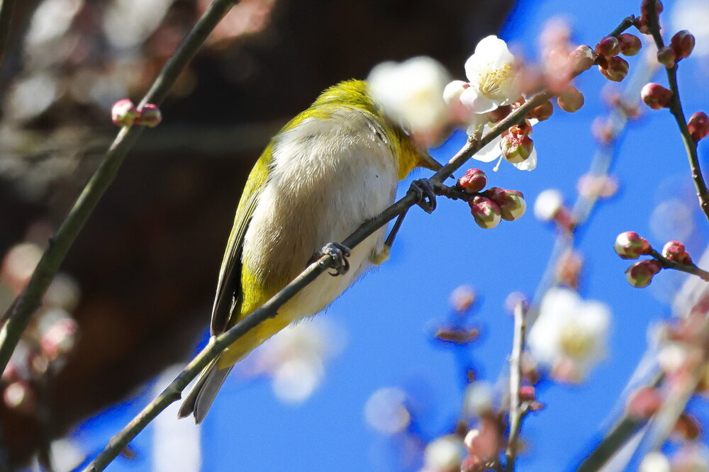250214_IMG_4583_AD_ウメ＆鳥・メジロ_もえぎ野畑_2X3.JPG