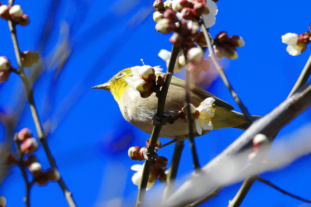 250214_IMG_4594_AD_ウメ＆鳥・メジロ_もえぎ野畑_2X3.JPG