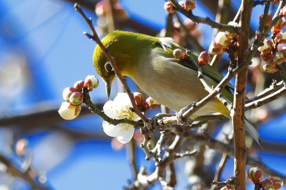 250214_IMG_4598_AD_ウメ＆鳥・メジロ_もえぎ野畑_2X3.JPG
