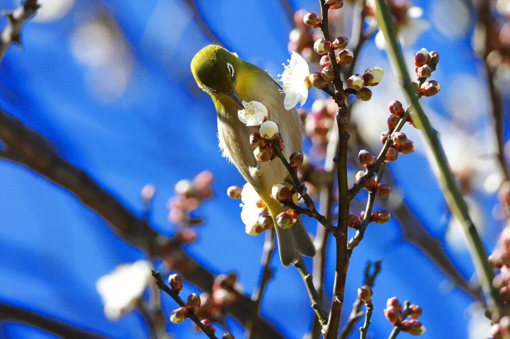 250214_IMG_4605_AD_ウメ＆鳥・メジロ_もえぎ野畑_2X3.JPG