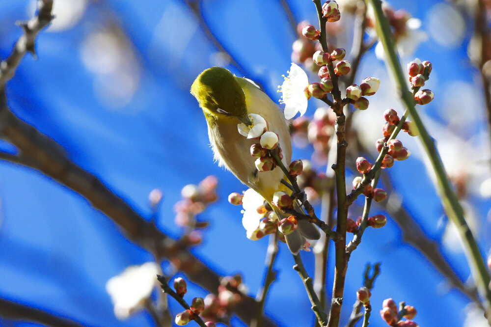 250214_IMG_4606_AD_ウメ＆鳥・メジロ_もえぎ野畑_2X3.JPG