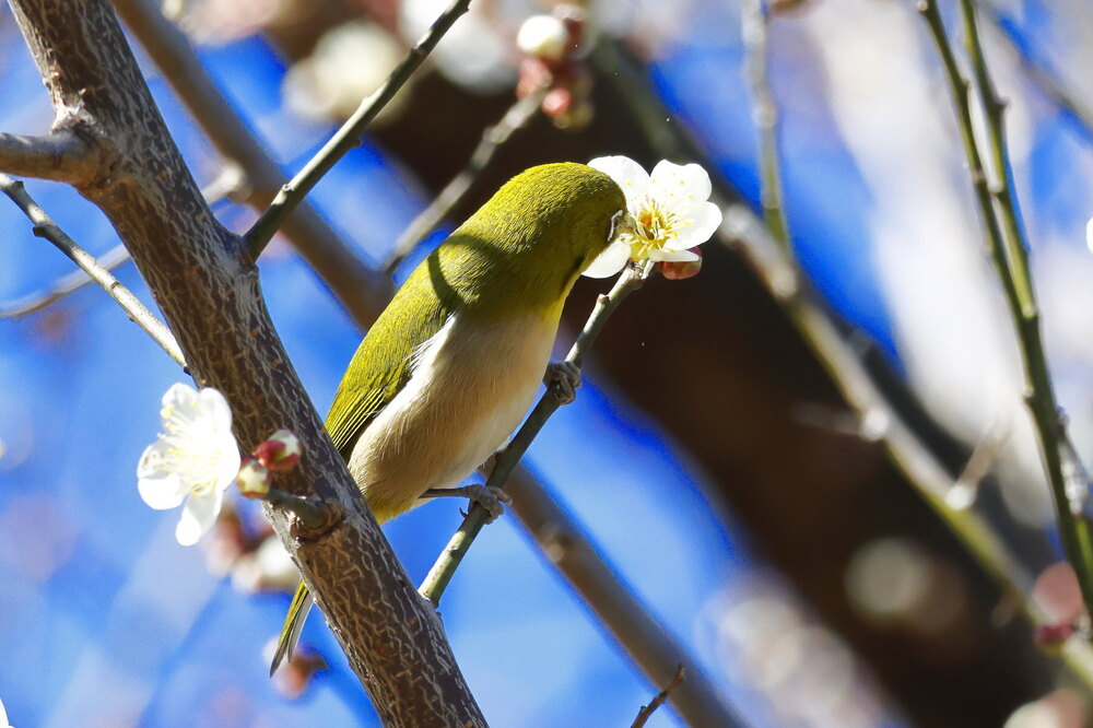 250214_IMG_4612_AD_ウメ＆鳥・メジロ_もえぎ野畑_2X3.JPG