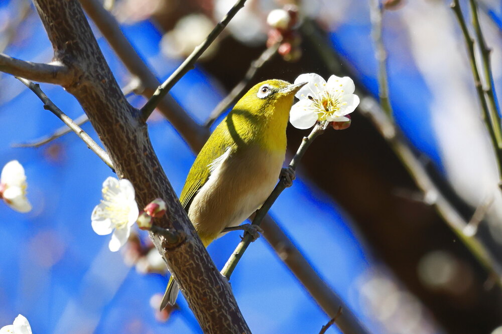 250214_IMG_4613_AD_ウメ＆鳥・メジロ_もえぎ野畑_2X3.JPG