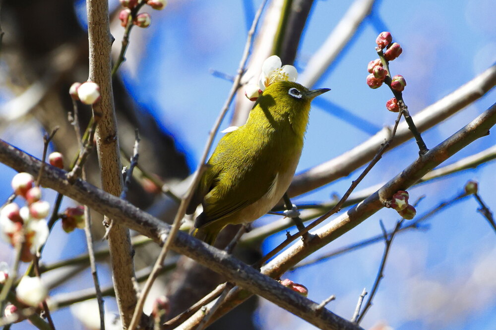 250214_IMG_4629_AD_ウメ＆鳥・メジロ_もえぎ野畑_2X3.JPG