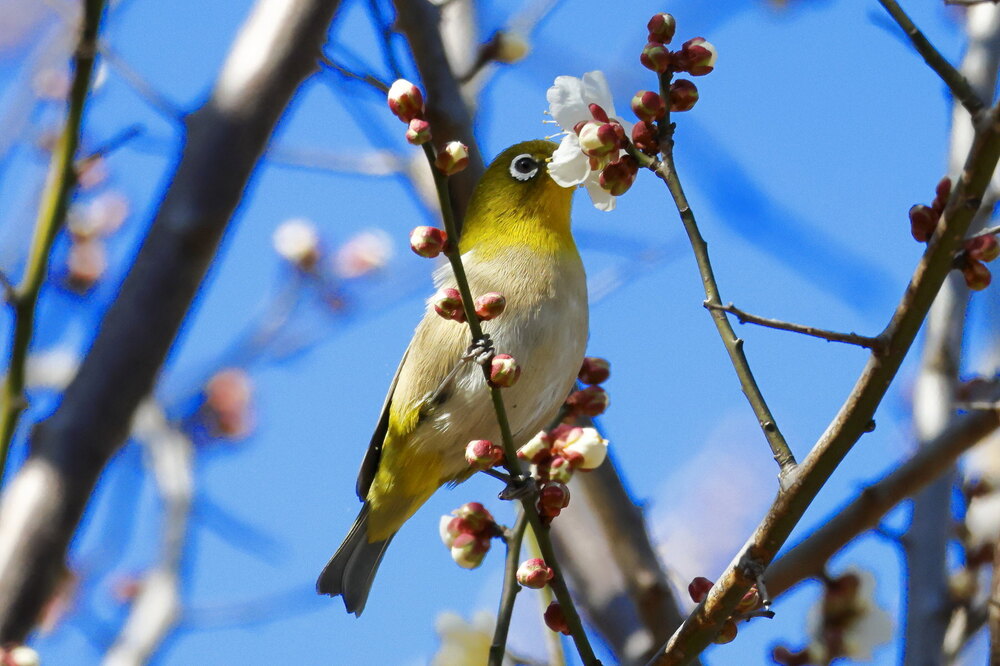 250214_IMG_4631_AD_ウメ＆鳥・メジロ_もえぎ野畑_2X3.JPG