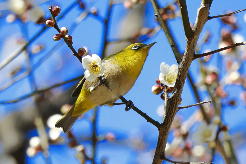 250214_IMG_4635_AD_ウメ＆鳥・メジロ_もえぎ野畑_2X3.JPG