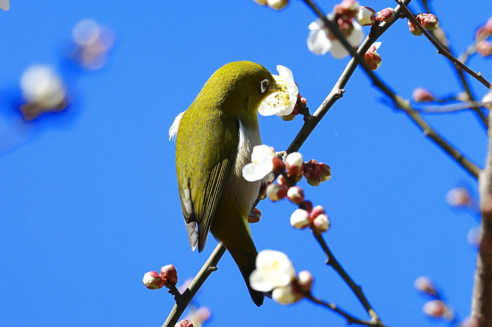 250214_IMG_4642_AD_ウメ＆鳥・メジロ_もえぎ野畑_2X3.JPG