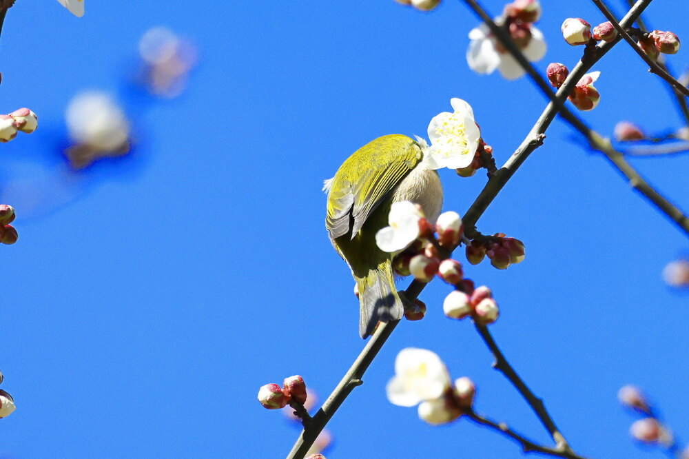 250214_IMG_4643_AD_ウメ＆鳥・メジロ_もえぎ野畑_2X3.JPG