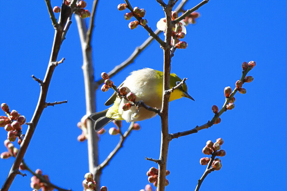 250214_IMG_4674_AD_ウメ＆鳥・メジロ_もえぎ野畑_2X3.JPG