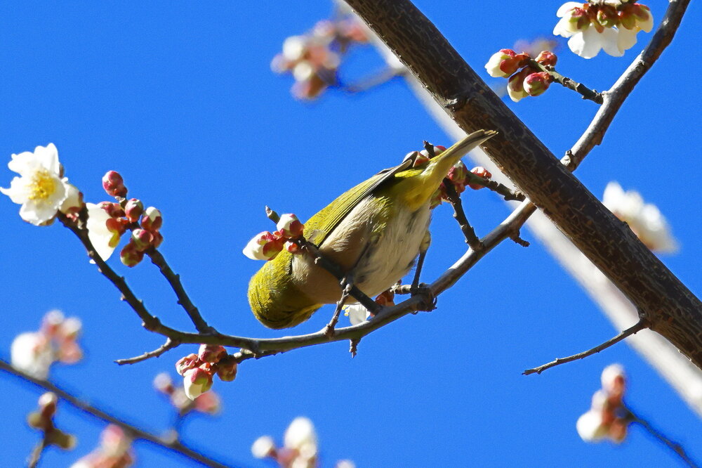 250214_IMG_4677_AD_ウメ＆鳥・メジロ_もえぎ野畑_2X3.JPG