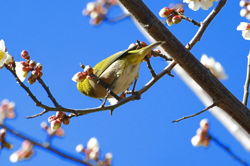250214_IMG_4679_AD_ウメ＆鳥・メジロ_もえぎ野畑_2X3.JPG