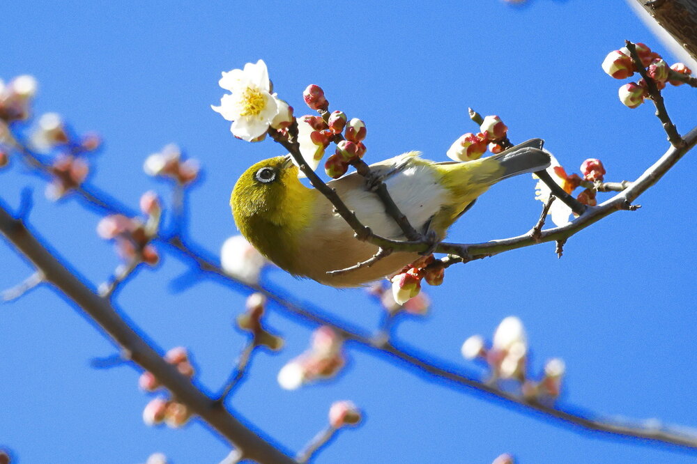 250214_IMG_4682_AD_ウメ＆鳥・メジロ_もえぎ野畑_2X3.JPG