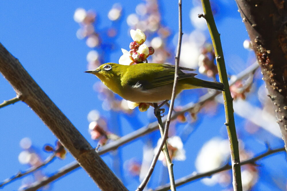 250214_IMG_4687_AD_ウメ＆鳥・メジロ_もえぎ野畑_2X3.JPG