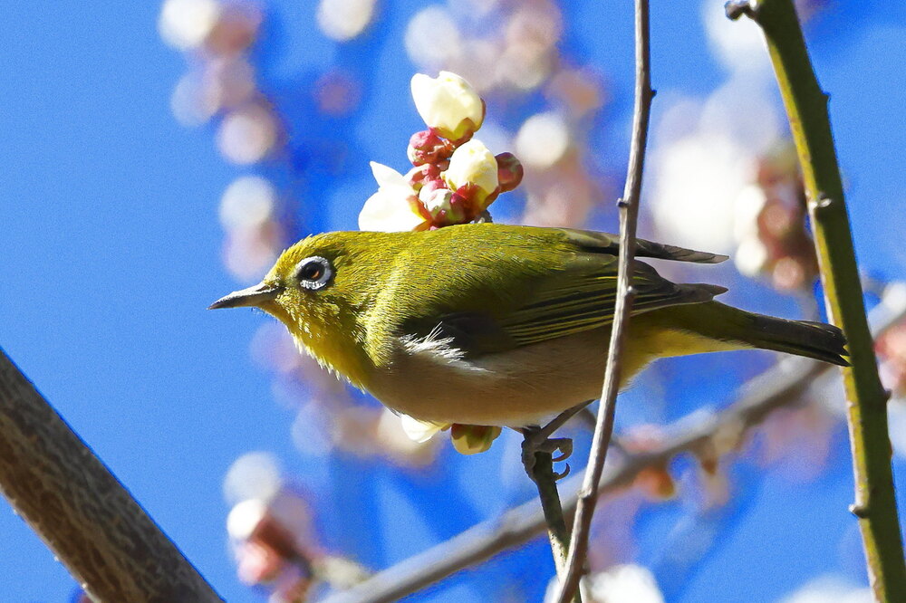 250214_IMG_4692_AD_ウメ＆鳥・メジロ_もえぎ野畑_2X3.JPG
